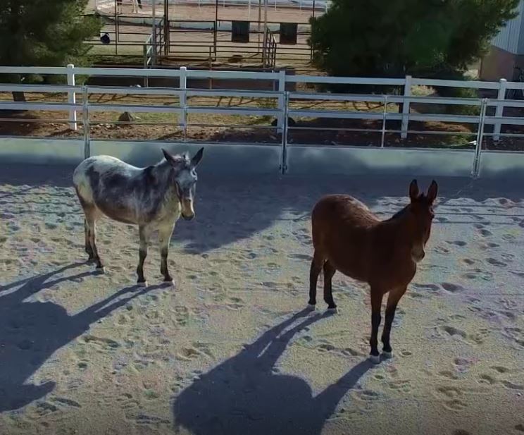 Horses Acclimating To Drones
