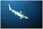 Blacktip Reef Shark races past.