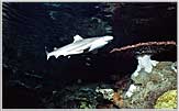 Mandalay Young Blacktip Reef Shark .