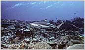 Papua New Guinea Blacktip Reef Shark Cruises Above Reef.