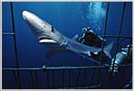 San Diego Blue Shark Entering Cage.