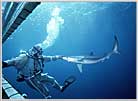 San Diego Diver Hand feeds Blue Shark.
