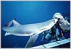 In San Diego, Marty Snyderman with Blue Shark Nose.