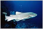 Jessica with LARGE Cat Shark in the Coral Sea