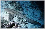 Cat Shark Lies At Reef Crest
