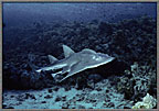 RS_CowNosedRayRhinobatus