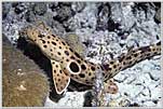 Coral Sea Epaulette Shark Walking At Night.