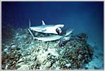 Feeding Frenzy in the Coral Sea