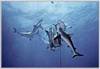 Pack Of Grays Attack in the Coral Sea