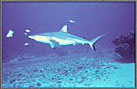 CS_AHungryGraySharkRacesTowardBait