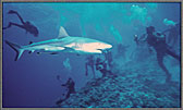 CS_GraySharkCoralSeaFeed