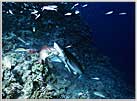 Gray Shark Gets Bait And Chain