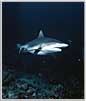Maid Gray Shark Bores In
