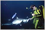 Maldives provide Herwarth Hand Feeing Shark