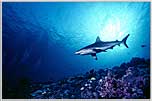 In Micronescia Palau we have a Gray Sunburst