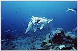 Micronescia Palau Gray Sharks Fight