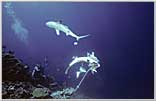 Papua New Guinea Diver Watches Sharks Attacking Bait