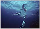 Papua New Guinea Feeding Frenzy