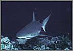 PNG_GraySharkInLikeABullet