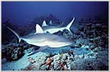 Red Sea — A pack Of Gray Sharks Race By