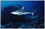 Gray Sharks sense food in the Red Sea