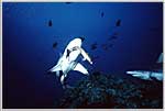Red Sea Sharks attacks bait.
