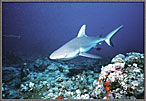 RS_CuriousGraySharkComesToLook