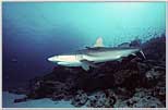 Rowley Shoals Gray Shark Swoops-in