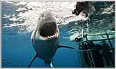 Attacking Shark Cage