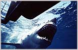 Gaping Maw Outside Cage