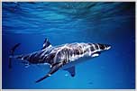 Lord Of The Ocean Realm