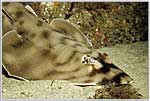Socorro Brown Guitar Shark