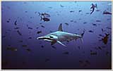 Full Body Classic Hammerhead in Cocos