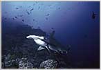 Cocos Island's Hammerhead Wall In Background