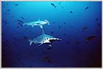 Pair Of Hammerheads in Cocos Island