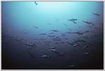 Malpelo A huge School Of Hammerheads