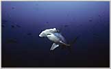 Face Of Hammerhead Shark in Malpelo