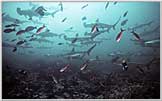 Malpelo's Tropical Fish And Hammerheads!