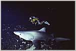 Malpelo — Heinz Is Dwarfed By Raggie
