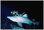 Malpelo — Heinz With Giant Deep Raggie