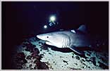 Malpelo — Zan With Crossing Raggie