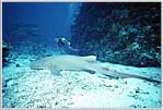 Coral Sea Jessica With Giant Nurse Shark