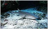 Nurse Shark At Rest