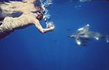 Carl With Snorkle And White Tip Reef Shark