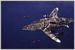 Red Sea Oceanic White Tip Shark Examines Us Closely