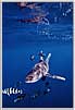 Red Sea Oceanic White Tip Shark Zeroes In