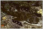 Galapagos' Port Jackson Shark