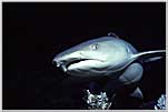Coral Sea White Tipped Reef Shark Up Close