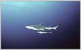 Coral Sea White Tipped Reef Shark With Remora