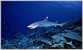 Reef White Tip Shark Cruising